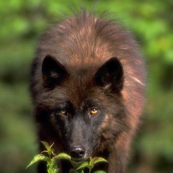 My name's Si I'm a lone wolf with a dark past and I'm not completely normal