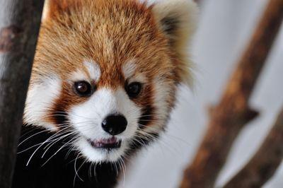 mokumokumokey's profile picture. レッサーパンダかわいいね