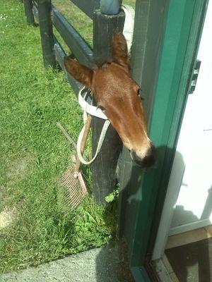 nemerazz's profile picture. 