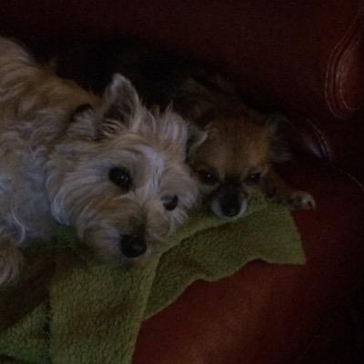 SylvieOrlando's profile picture. 