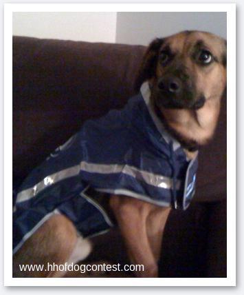 VoteForQuentin's profile picture. Fomer rescue dog now in a GRRReat home!