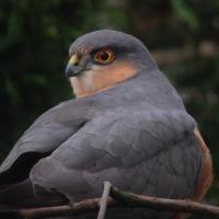 Anthony Griffiths (@anthonysbirds) 's Twitter Profile Photo Anthony Griffiths (@anthonysbirds) 's Twitter Profile Photo
