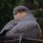 anthonysbirds's profile image