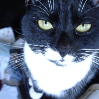 I'm a cat. Tuxedo. I sleep a lot. I love Arby's roast beef. Don't touch my belly. #CatsRule