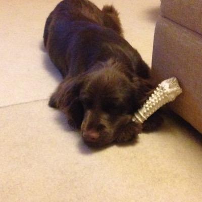 themrskhudson's profile picture. Under-keeper’s wife. General dogs body to everyone. Love our dogs,!country sports+country life! Enjoy gardening+LiverpoolFC+Leics Tigers.