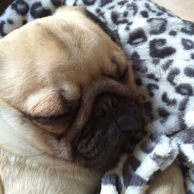 B1ackburnMax's profile picture. pls sub to triform titan my youtube acount thanks and welcome aboard