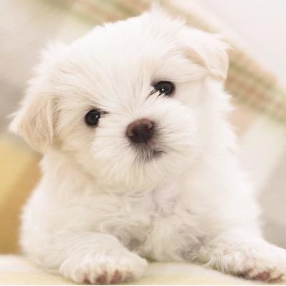 I'm Lucky. My owners are @RosewoodMike and @yaykatemalone. [FL.]