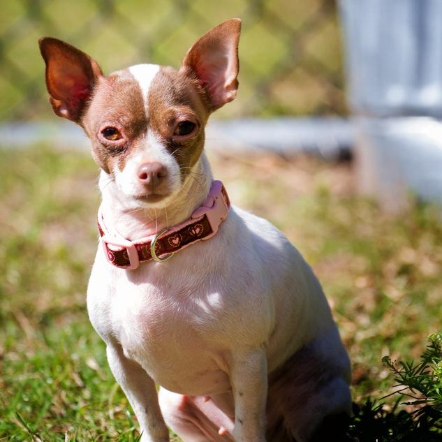 groovycatsndogs's profile picture. healthy pet market in Tampa, FL; focused 100% on healthy food & treats for cats and dogs