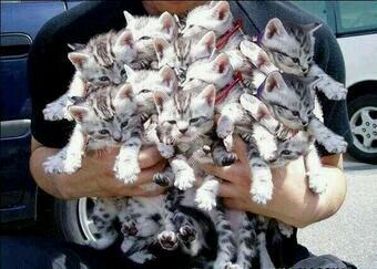 The cutest animals in your feed daily