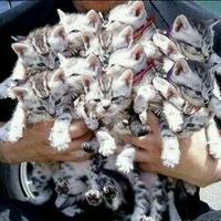 cute pets  (@cutepetsevryday) 's Twitter Profile Photo