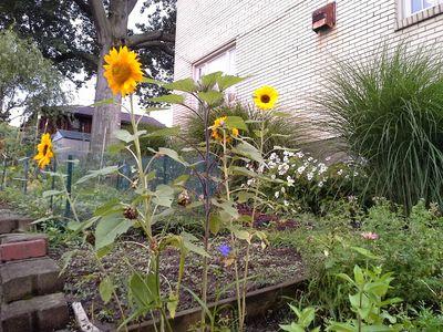 nitchoid's profile picture. 