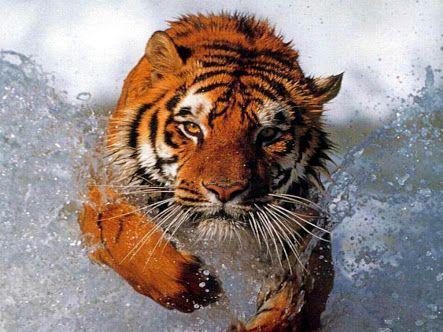Futbol Tigre