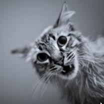 singulorum's profile picture.