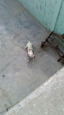 soe alegre directo y me gusta mucho tener amigos si necesitas un amigo cuenta con migo