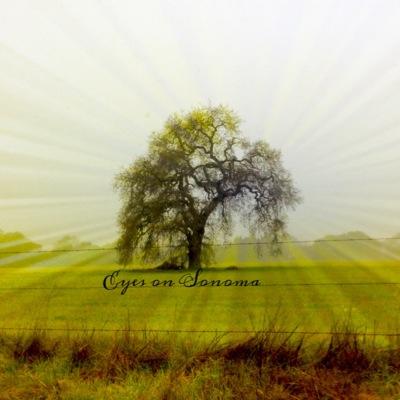 Sharing my love for all things wine country! you dont have to physically be here to enjoy handcrafted locally made items from Sonoma/Napa/Mendocino.