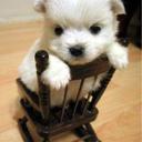 Renato Rojas  - @Reno2Rojas - Twitter