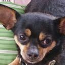 April Hanson - @tazarluv - Twitter