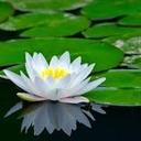 barbara corrales - @bcorralesedith - Twitter