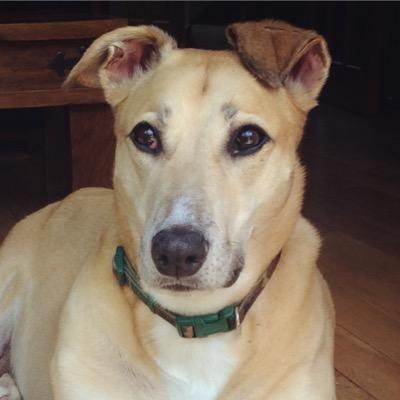 I'm Floydy boy, I have an elephant shaped bottom and sometimes it lets out a little trump. Playing at the Rainbow Bridge 12/12/2004 - 12/01/2015 @brave_indy