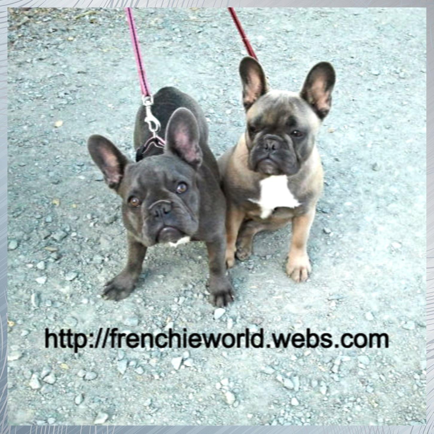 Frenchieworld01's profile picture. 