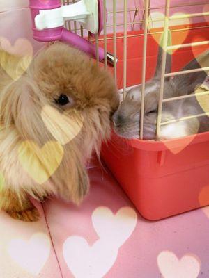 出来る限りのTNR活動中▶︎ペットショップで動物買わないで▶︎動物虐待犯 大矢誠◀︎最終学歴✏️中大法学部