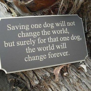 A dog is the only thing on Earth that will love you more than he loves himself - John Billings