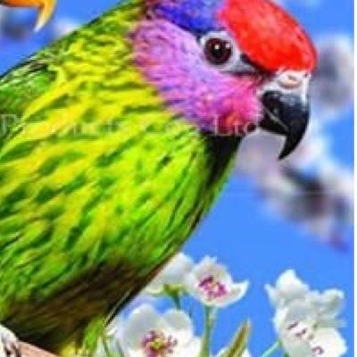 Othman29494906's profile picture. 