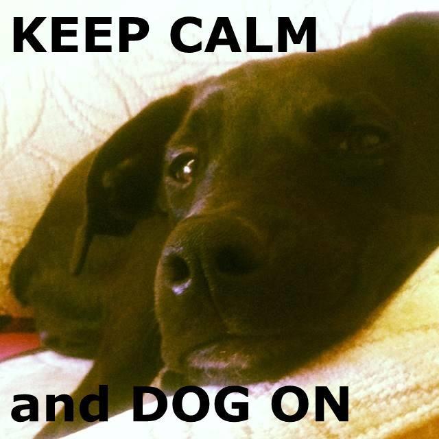 OhDearDog's profile picture. Living the dream