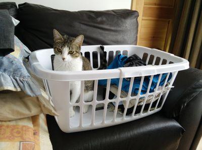 ElNovelistaGT's profile picture. Autor alternativo