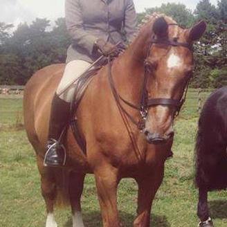 Awesome Riding School Horse/ Showing Superstar