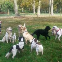 The Bark Park (@thebarkparkuk) 's Twitter Profile