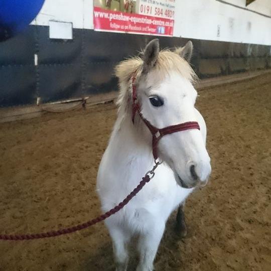 penshawprim1's profile picture. Adorable Riding School pony (when i want to be! hehehe)  wheres the polos??