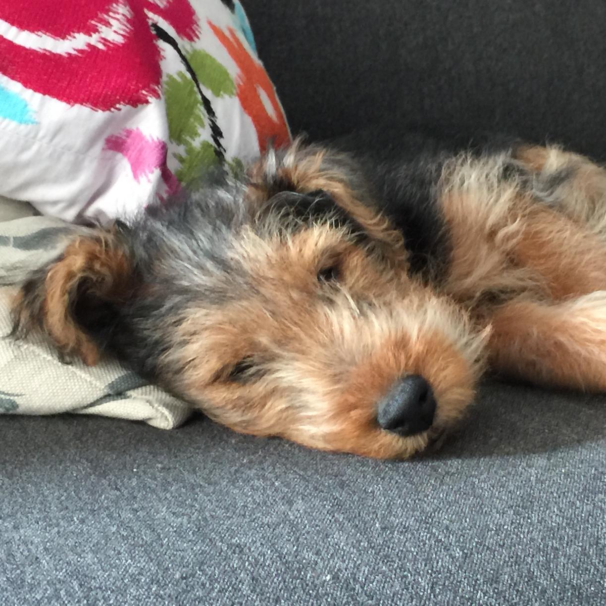 RobertSchoolDog's profile picture. 