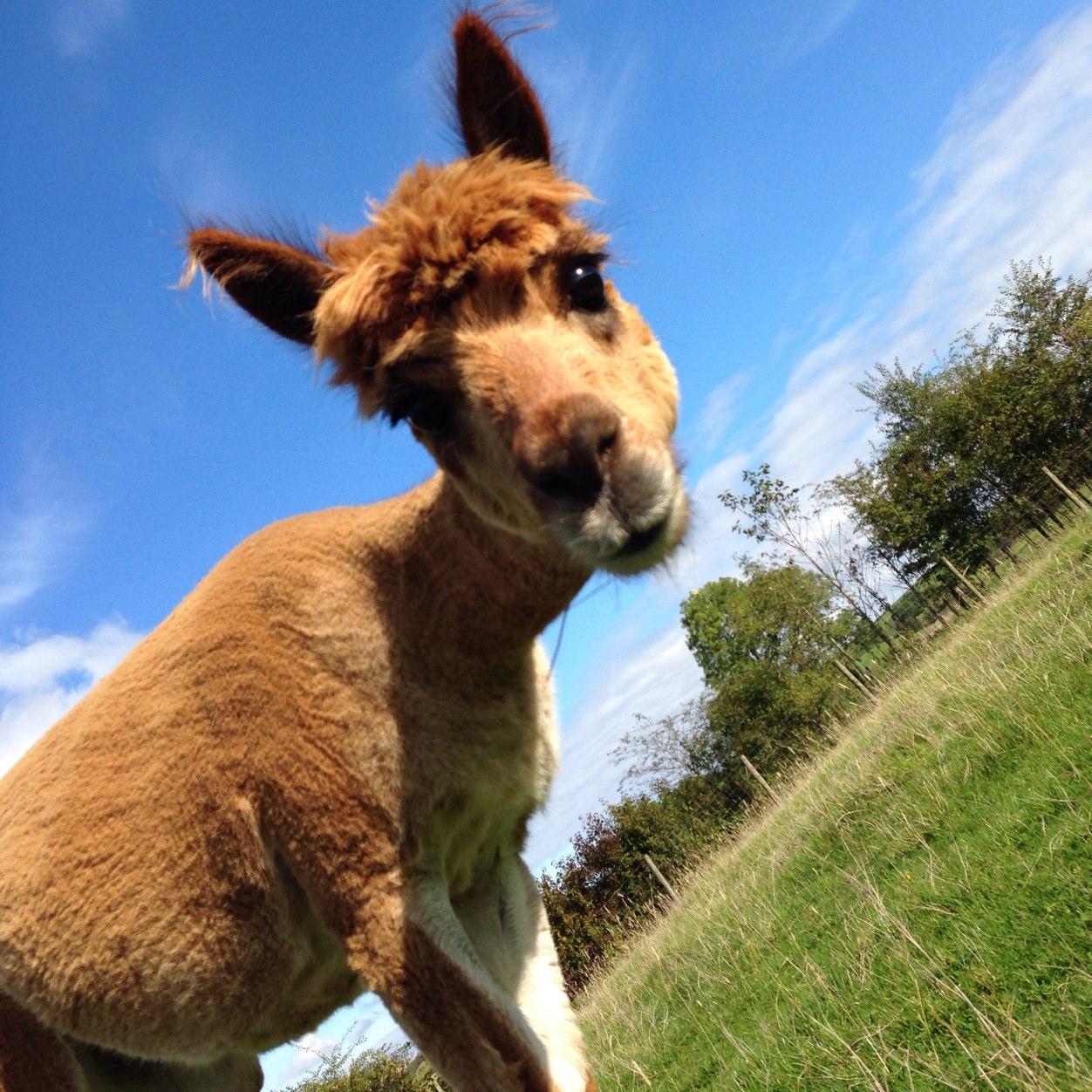 Established in spring 2000, the WhyNot Alpacas herd now numbers more than ninety alpacas. Livestock sales & alpaca products from socks to duvets on our website.