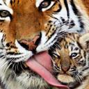 Lori Thornhill - @l_thornhill - Twitter