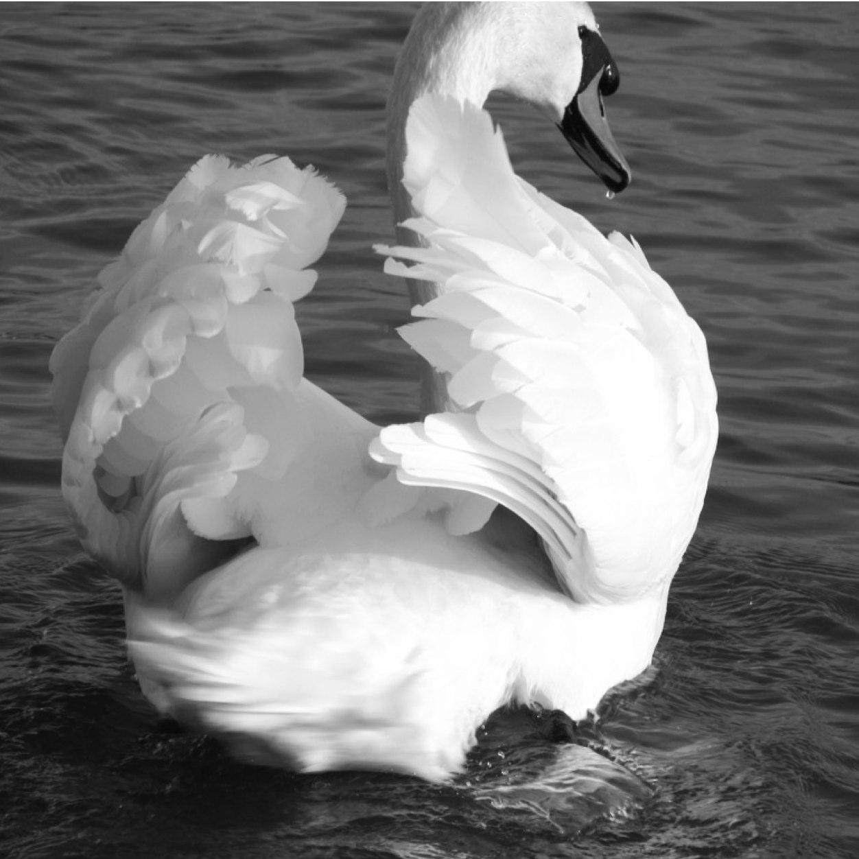 Wildlife Photographer