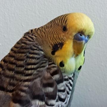 bingobudgie's profile picture. I'm Bingo and I have wings!