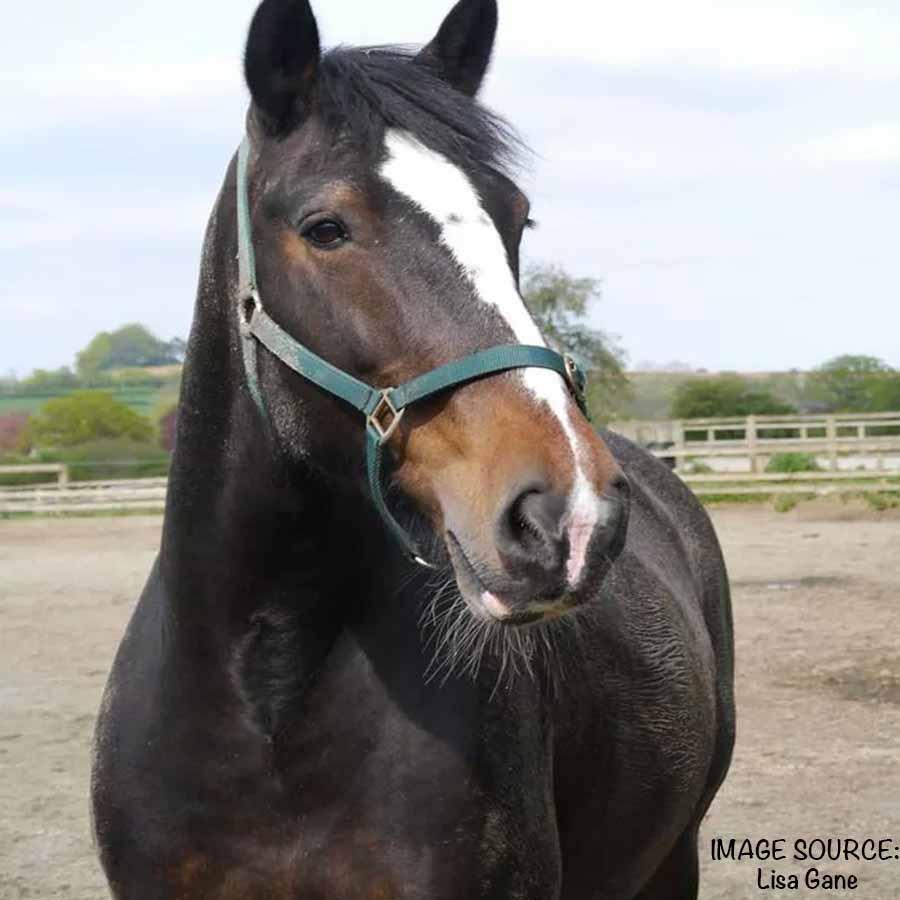 Tweets from a multimedia project looking into how Equine Assisted Psychotherapy can help a person's wellbeing. Tweets by @SarahNatasha_