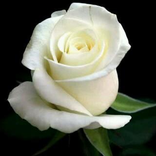 wulanNyan's profile picture. Perempuan asal pulau Bawean, Gresik