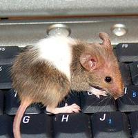 Peter's Technology Mice (@futuremice) 's Twitter Profile