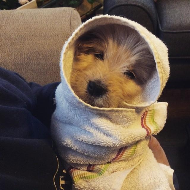 @doodlemuppet