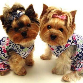 High end pet clothing and supplies!