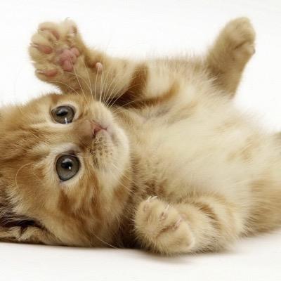猫のおもしろ可愛い画像を
皆さんにお届けします！