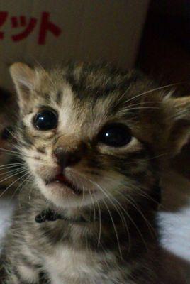 naovell's profile picture. 新潟 2019/7 2駆ドリ開始(万年初心者)σ(￣∇￣;)
YD-2S MC-1 MC-2 RDX KRPcircuit ハローcircuit