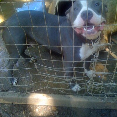 Snooty hotsell pitbull kennels