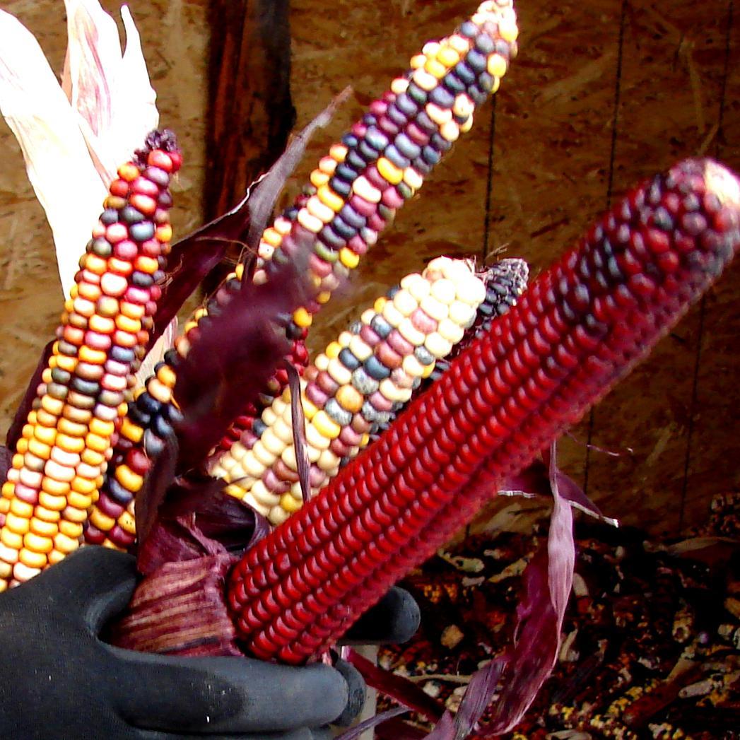 PaintedMtCorn's profile picture. A small family growing and selling premium varietal of Painted Mountain Corn seed - hand-cultivated at 5,000+ ft, heirloom, GMO free, OP, high-altitude, 90 day.