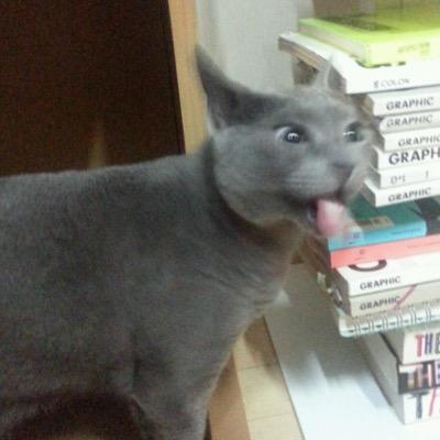 gdragonthecat's profile picture. 