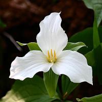 OntarioTrillium (@ontariotrillium) 's Twitter Profile