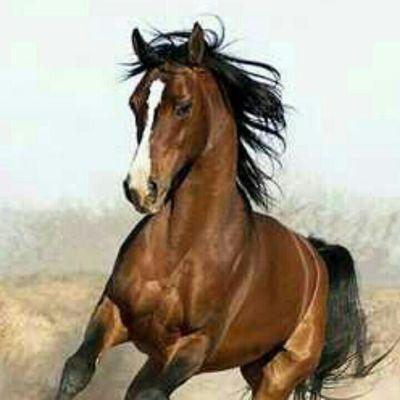 mrjoe1162's profile picture. L'amour est un oiseau rebelle. ...