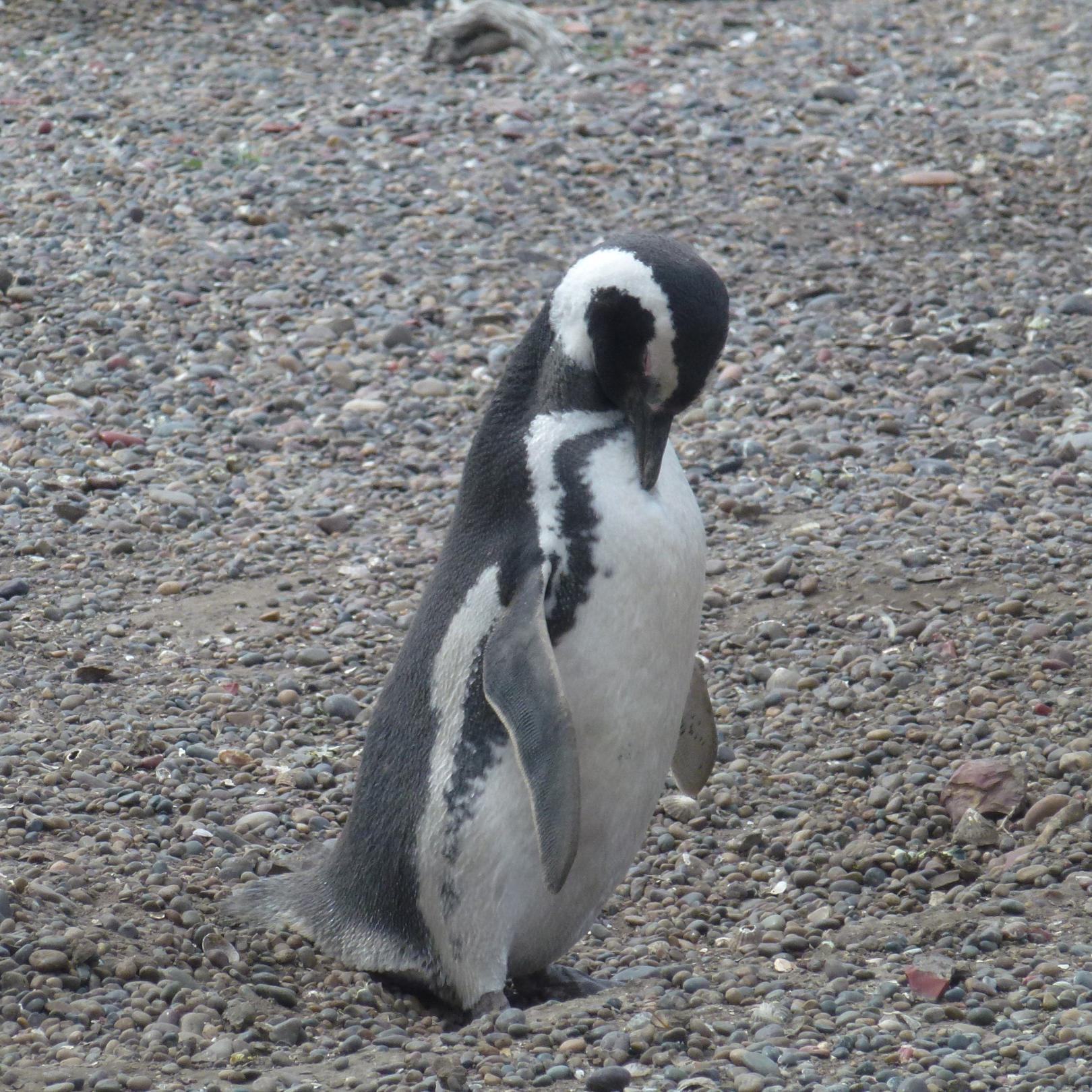 rosarioviajando's profile picture. 